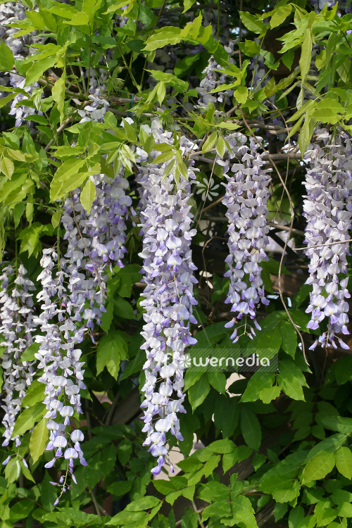 Wisteria sinensis - Chinese wisteria (105202)