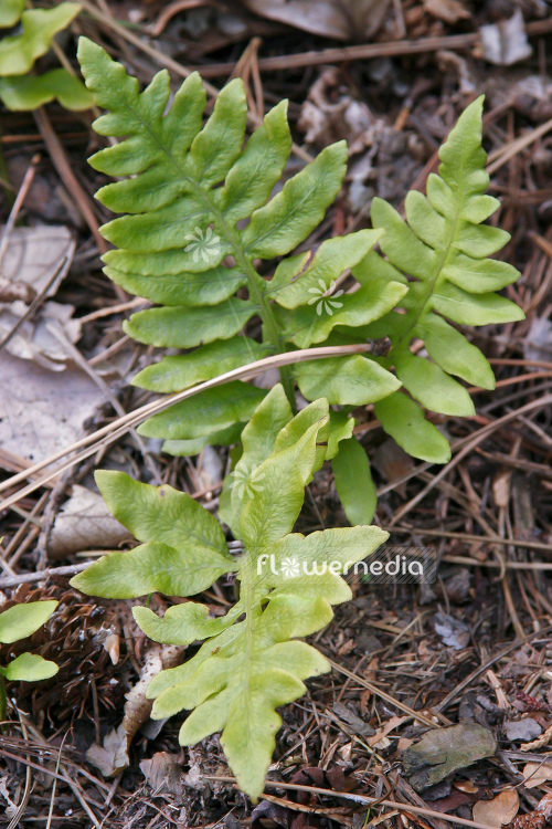 Woodsia areolata - Cliff fern (105203)