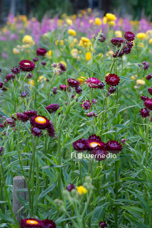 Xerochrysum bracteatum - Everlasting flower | Cultivar (110654)