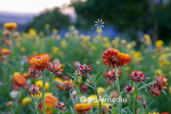 Xerochrysum bracteatum - Everlasting flower | Cultivar (110656)