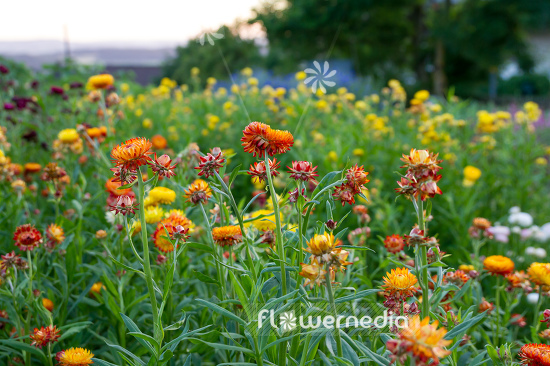 Xerochrysum bracteatum - Everlasting flower | Cultivar (110657)