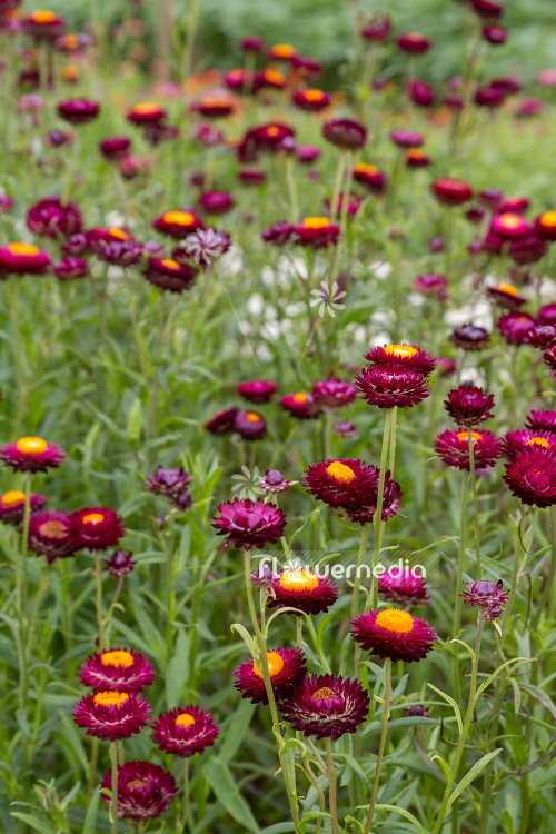 Xerochrysum bracteatum - Everlasting flower | Cultivar (110658)