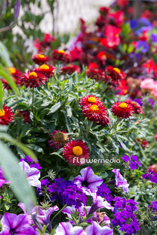 Xerochrysum bracteatum - Everlasting flower | Cultivar (110660)