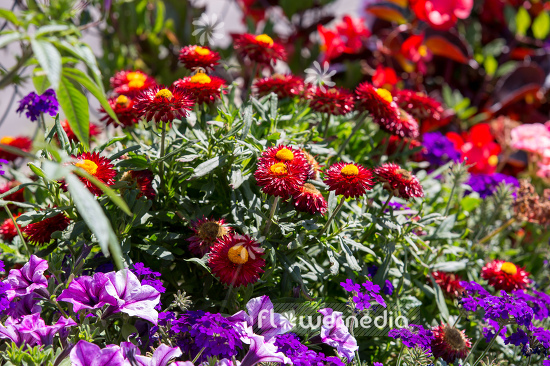 Xerochrysum bracteatum - Everlasting flower | Cultivar (110665)