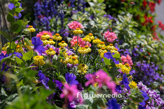 Xerochrysum bracteatum - Everlasting flower | Cultivar (110667)