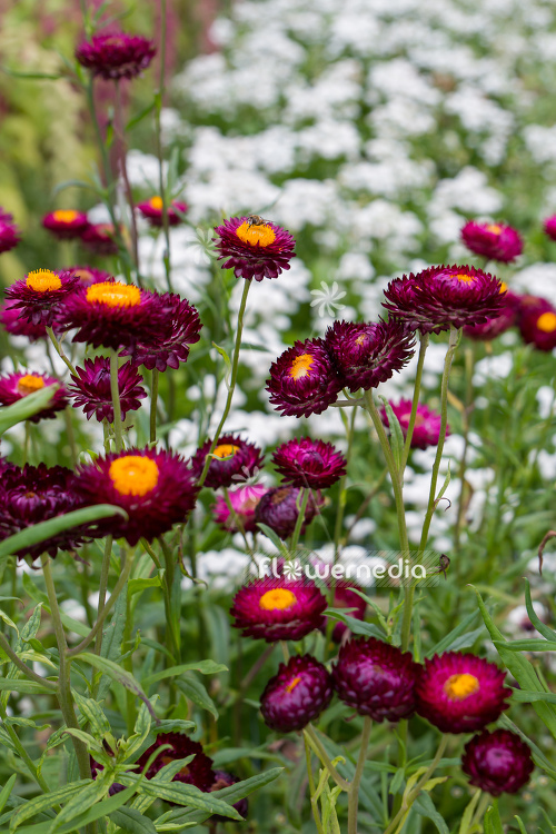 Xerochrysum bracteatum - Everlasting flower (110444)