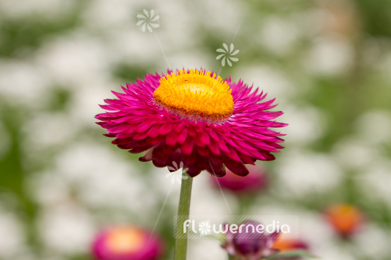 Xerochrysum bracteatum - Everlasting flower (110445)