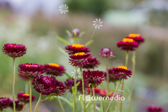 Xerochrysum bracteatum - Everlasting flower (110448)