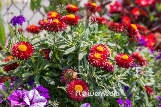 Xerochrysum bracteatum - Everlasting flower (110451)