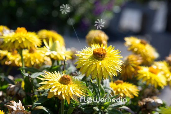 Xerochrysum bracteatum 'Cottage Lemon' - Everlasting flower (110457)