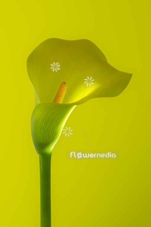 Yellow flower of Arum lily (113151)