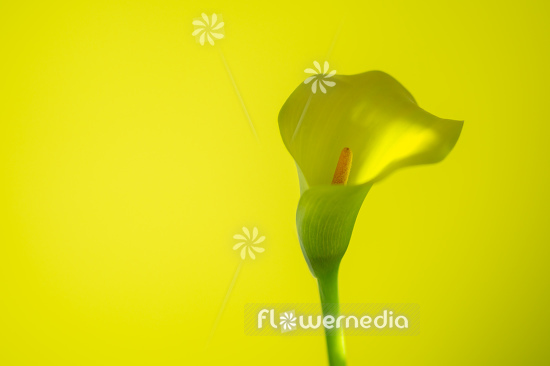 Yellow flower of Arum lily (113152)