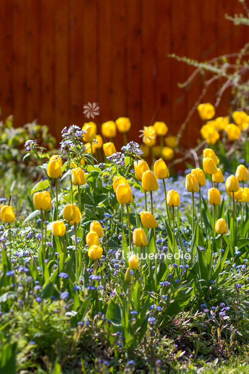 Yellow tulips in flower bed. (106237)