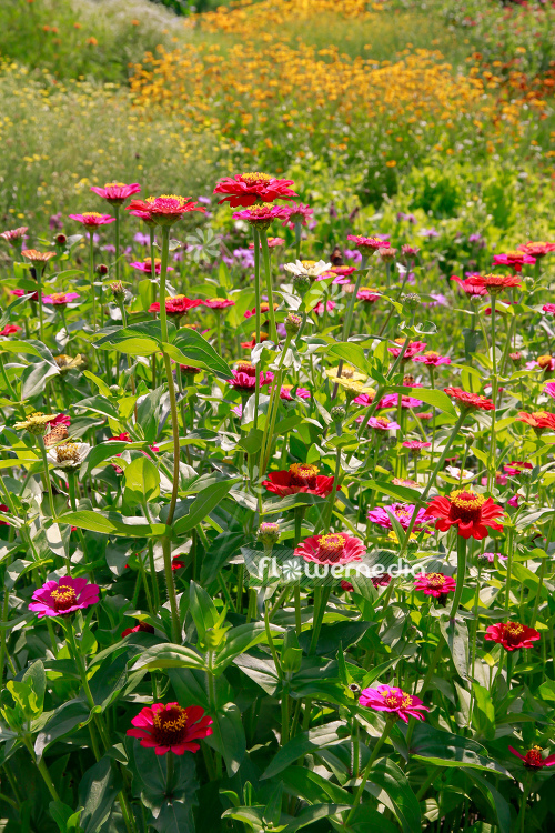 Zinnia elegans - Common zinnia (111375)