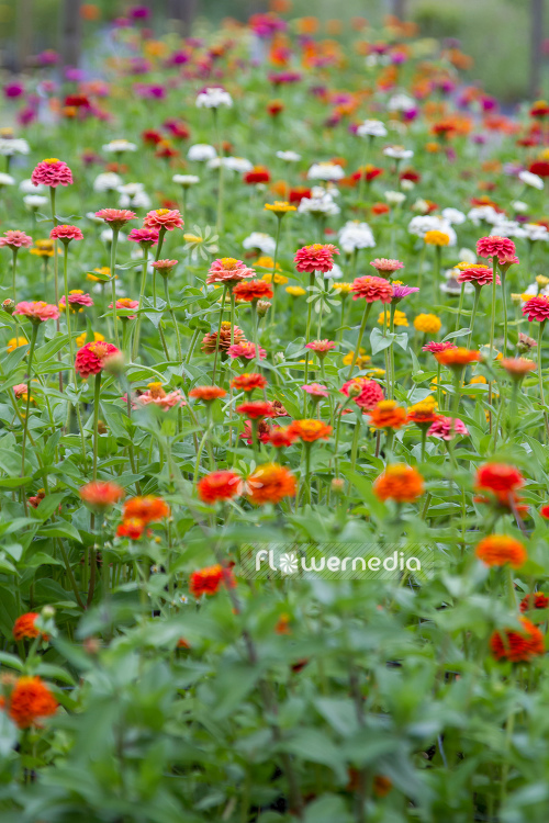 Zinnia elegans - Common zinnia (111376)