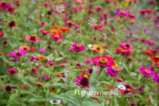 Zinnia elegans - Common zinnia (111377)