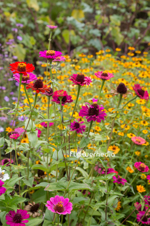 Zinnia elegans - Common zinnia (111378)