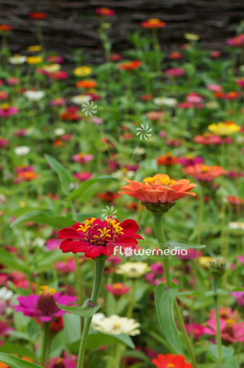 Zinnia elegans - Common zinnia (111382)