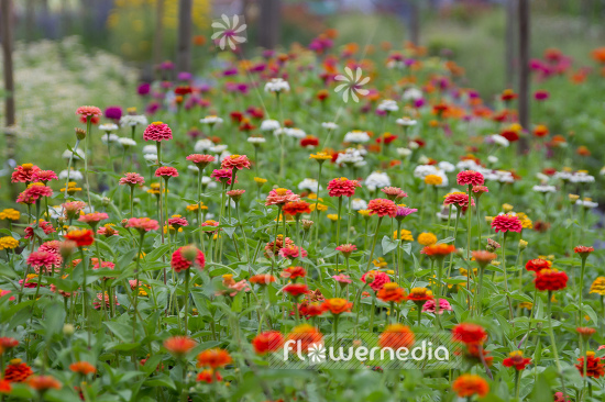 Zinnia elegans - Common zinnia (111383)