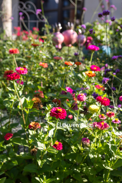 Zinnia elegans - Common zinnia (111387)