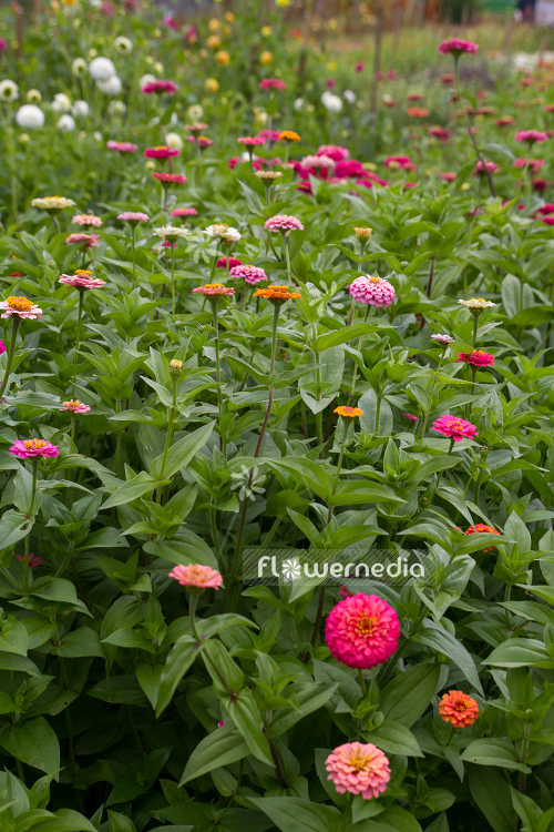 Zinnia elegans - Common zinnia (111392)