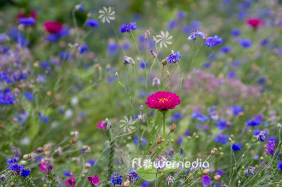 Zinnia elegans - Common zinnia (111394)