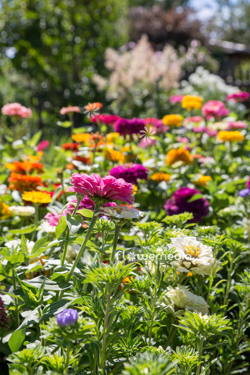 Zinnia elegans - Common zinnia (111395)