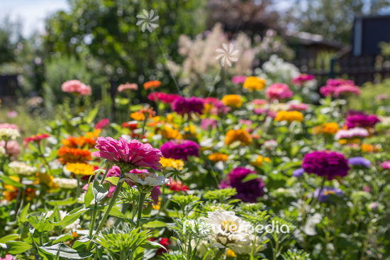 Zinnia elegans - Common zinnia (111396)