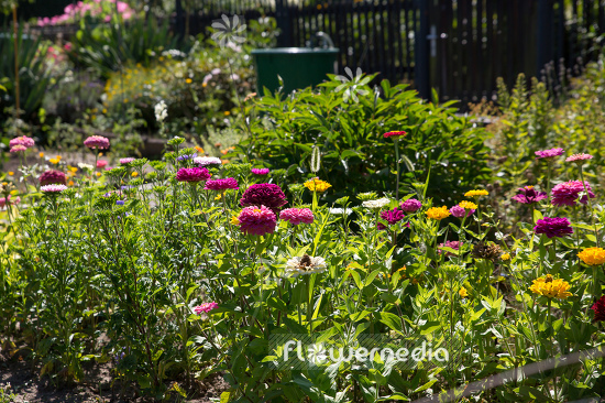 Zinnia elegans - Common zinnia (111397)